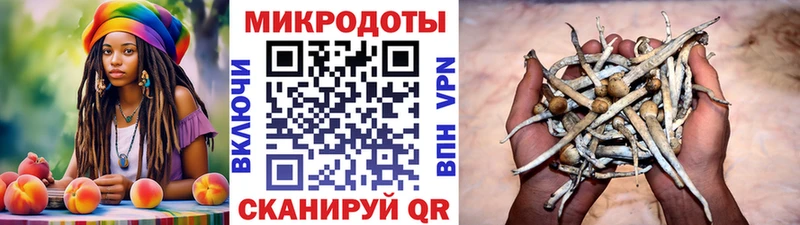 Галлюциногенные грибы Psilocybe  Карабаново 